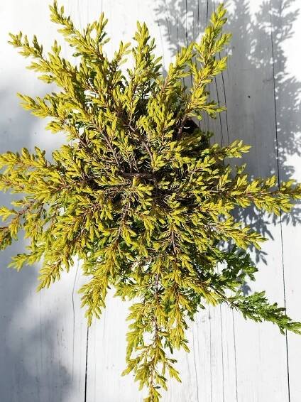Juniperus communis 'Goldschatz' - Záhradníctvo Čambor