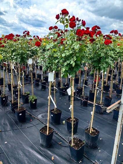 Růže floribunda rosa červená – očkovaná na kmeni
