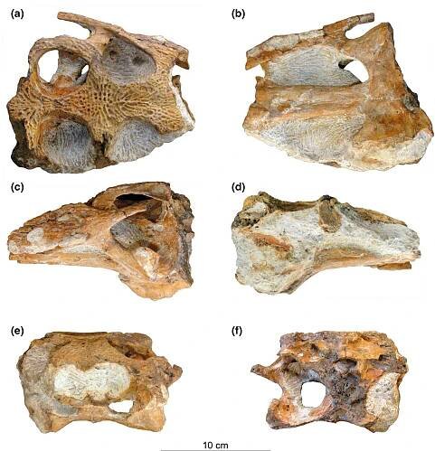 FIGURE 1 Photographs of the skull of the holotype of Portugalosuchus azenhae (ML1818) in: dorsal (a), ventral (b), left lateral (c), right lateral (d), anterior (e) and posterior (f) views.  The three-dimensional reconstruction of the inner cavities (Figures 7-10) and neurosensorial analyses of ML1818 were com- pared with multiple available crocodylomorphs specimens digi- tally reconstructed (t = extinct taxa). Among the crown- group Crocodylia, ML1818 was compared with the basal alligatoroid }tDiplocynodon tormis Buscalioni et al. (1992) (STUS-344; Serrano- Martinez et al., 2019b), the alligatorines Alligator mississippiensis (Daudin, 1802) (OUVC-9761, Witmer & Ridgely, 2008; 13 specimens from Dufeau & Witmer, 2015; MZB 92-0231, Serrano-Martinez et al., 2019a; and DVZ M 4/13, Kuzmin et al., 2021) and Alligator sinensis Fauvel, 1879 (DVZ M 2/13 and 3/13, Kuzmin et al., 2021), and the caimanines Caiman crocodilus Linnaeus, 1758 (FMNH 73711, Brusatte et al., 2016; and caiman_crocodilus_CRARC, Serrano- Martinez et al., 2019a), Caiman yacare Daudin, 1802 (ZMMU MSU R-6967, Kuzmin et al., 2021), Melanosuchus niger (Spix, 1825) (RVC- JRH-FBC1, Serrano-Martinez et al., 2021) and tMourasuchus nati- vus (Gasparini, 1985) (MLP 73-IV-15-9, Bona et al., 2013). Among  To perform the three-dimensional reconstructions (Figures 2-6), the skull and mandible were analyzed by CT scan. ML1818 was scanned with the micro-CT (V|Tome|X s 240 of GE Sensing & Inspections Technologies) at the Centro Nacional de Investigacién sobre Evoluci6n Humana (CENIEH) (Burgos, Spain), with a voltage of 170kV (160kV for the mandible scan) and a current intensity of 250A. The resulting scan yielded 1599 images (3048 for the man- dible scan) with 0.11000033mm voxel size (0.05649985 for the mandible scan) and image resolution of 2024 x2024 pixels. Raw data from the scan were imported, processed and segmented with the software Avizo Software 2020.3 (Thermo Fisher Scientific). The 3D models obtained were rendered with Blender v. 2.90.1 (Blender  Foundation). 