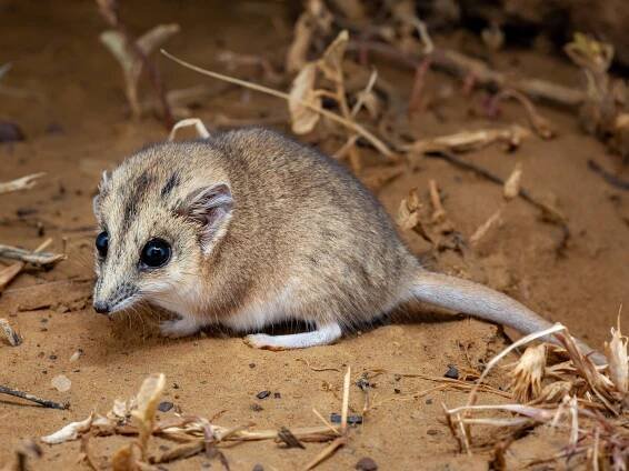 Nature credits, fast fashion tax, Janine Benyus and biomimicry, small EVs and jobs