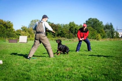 05 – dogtrainer – Výchova a výcvik psov