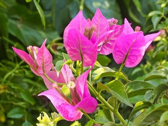 Bugenvilea (Bougainvillea)