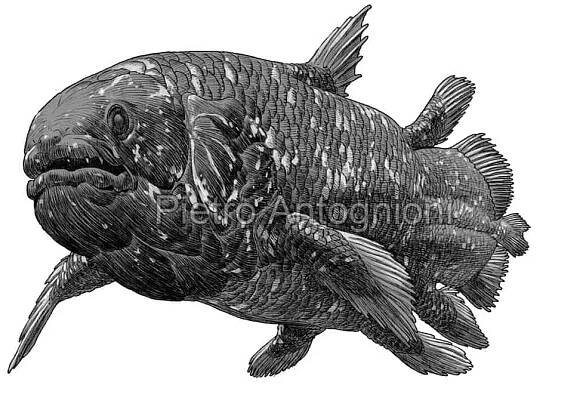 Coelacanth • Dinosaurs - Pictures and Facts
