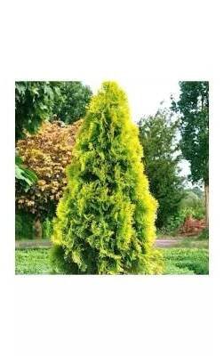Thuja occidentalis 'Golden Smaragd'® 20-30 cm C 3 L