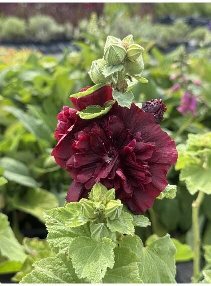 Alcea rosea DOUBLE PURPLE - topolovka, proskurník