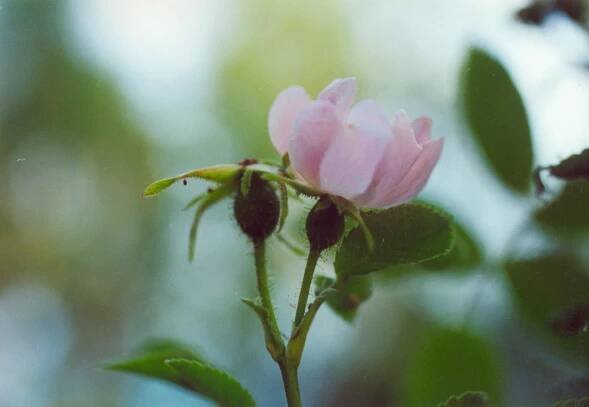 Obrázek - Rosa tomentosa (růže plstnatá) | BioLib.cz
