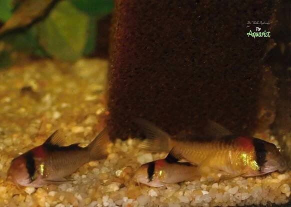 Corydoras burgessi - Ve stínu Burgesse: Tajemství pancéřníčků z Rio Negro