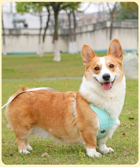 Postroj pro psa Song Photo - Vestový styl, Střední, Corgi, Shiba Inu, Teddy štěně