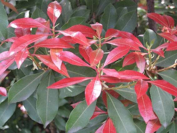 Editace stránky Pieris japonská – Wikipedie