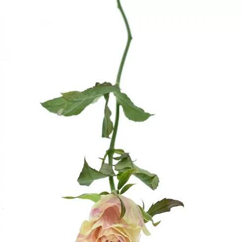 Žíhaná růže SWEET HARLEQUIN 30cm (M)