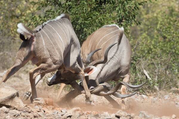 Ongava