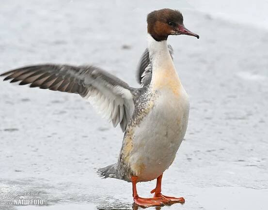 Photo of sova pálená Tyto alba Barn Owl Schleiereulemorčák velký Mergus merganser Goosander Ganses