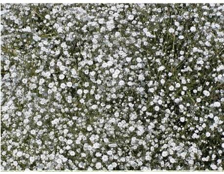 3079 B Gypsophila paniculata- šáter, nevěstin závoj