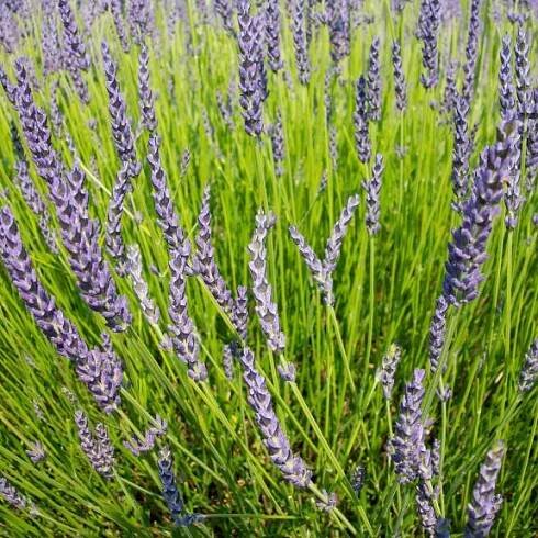 field of lavender growing 
