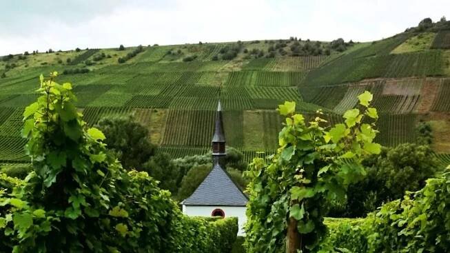 Moselská vína | vinoteria.cz