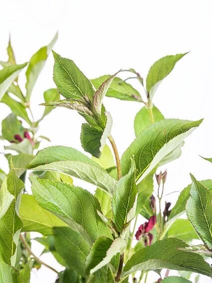 Vajgélie, Weigela Red Prince velikost kontejneru 5 l skladem | ZAZUMi.cz