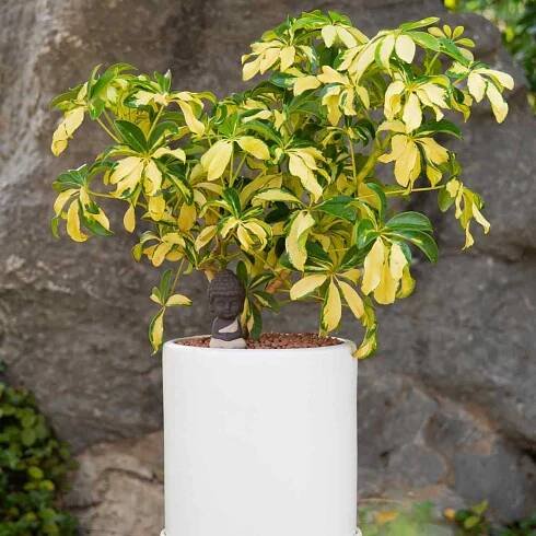 schefflera gold capella 