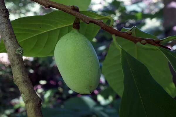 Paw Paw