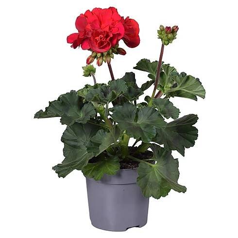Q-Flower Muškát vzpřímený (Pelargonium zonale) "Estelle" pr. cca 13 cm