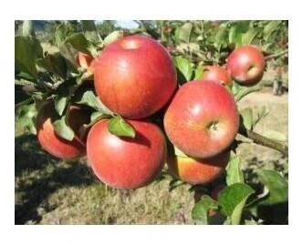 Jabloň zimní 'Rosana' / Malus domestica 'Rosana'