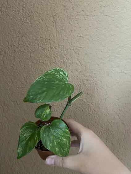 Set Epipremnum marble queen a Philodendron scandens