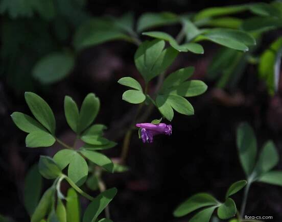 Dymnivka bobovitá (Corydalis intermedia)