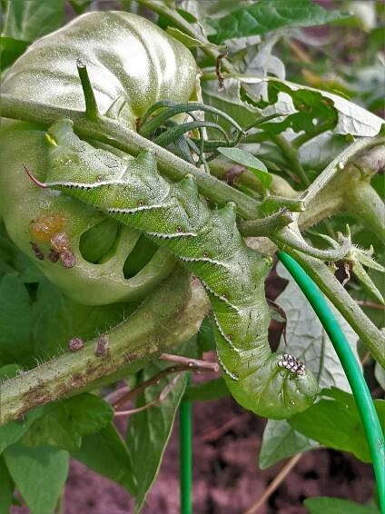 Rajče Hornworm, Rohy, Ocas, Jíst, Rajče