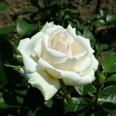 Rosa 'Princess of Wales'