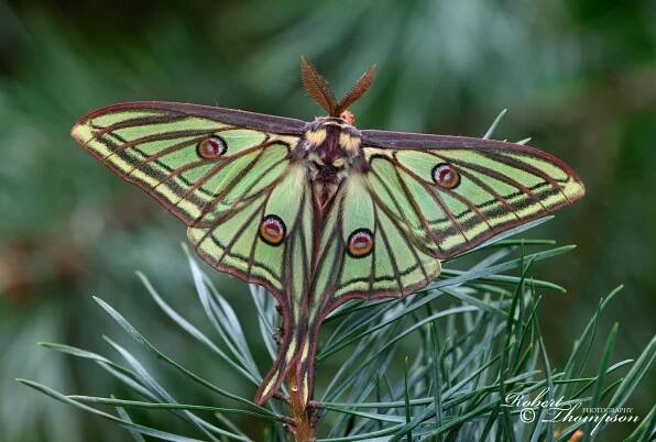 GALLERIES :: Robert Thompson Photography