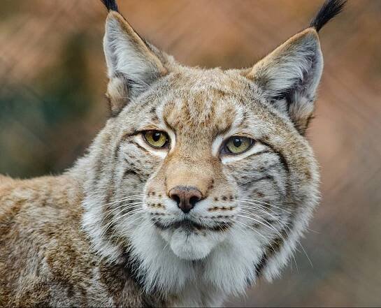 Ostravská zoo utratila zdravé rysy. Ročně takto skončí tisíce dalších zvířat. Je to řešení? - Zvirecizpravy.cz