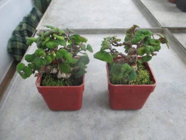 Plectranthus ernstii ( sukulentní bonsai ) - Dům a zahrada