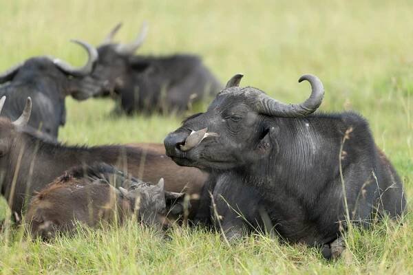 bezplatná Poklidná scéna afrických buvolů pasoucích se na pastvinách Naroku, keňské divočině. Základová fotografie