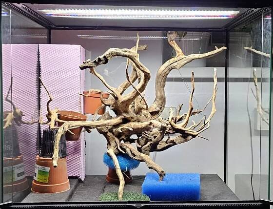 bioactive terrarium