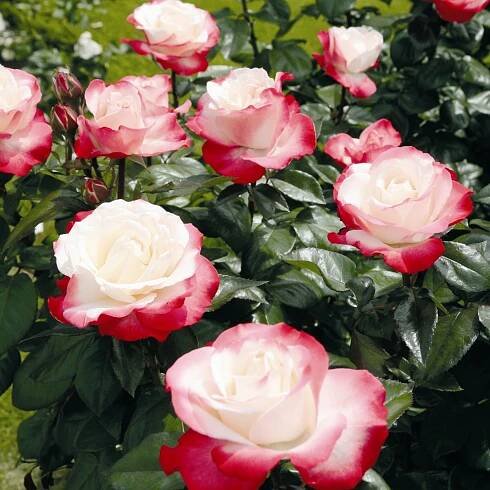 Rosa 'Nostalgie'®-stromková - Obrázek 3