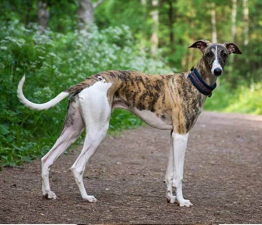 How Fast can a Greyhound Dog Run? - Patmydoggie