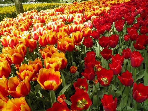 Tulipány, symbol Amsterdamu. Foto © Pixabay
