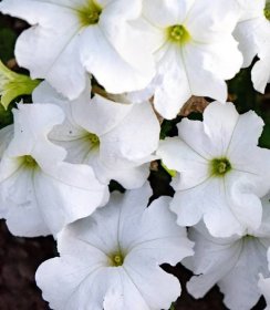 Petúnie Cascata F1 White - Petunia x atkinsiana - semena - 10 ks