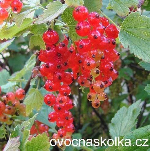 OVOCNÉ STROMKY | rybíz Rolan - červený stromkový | ovocné stromky