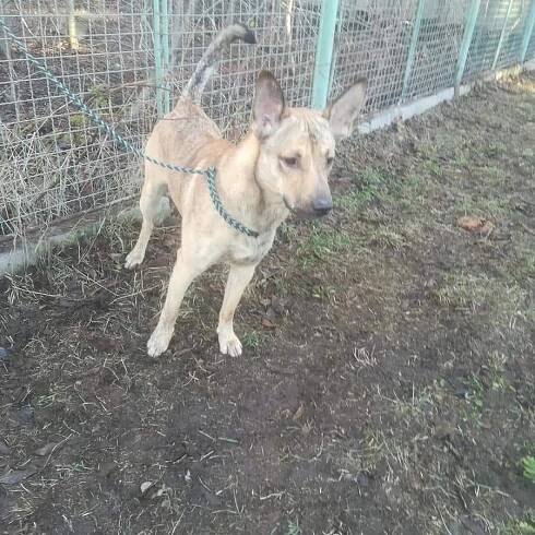 Psi k adopci z útulků, azylů a neziskových organizací