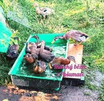 INDICKÝ BĚŽEC - kachňátka 🦆🦆🦆