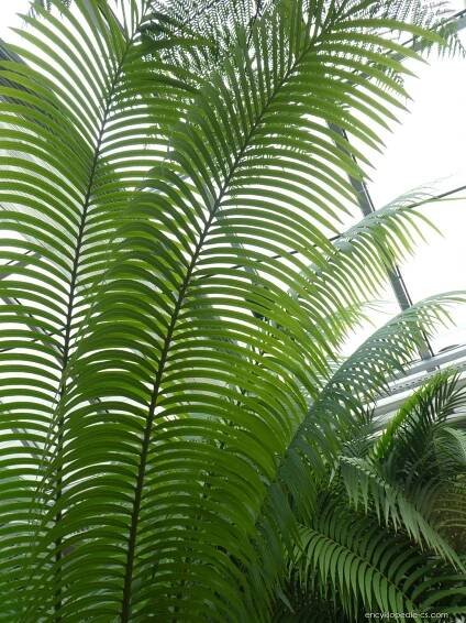 Cykas Thouarsův (Cycas thouarsii), listy