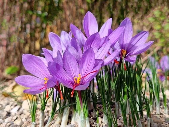 How to Plant and Grow Saffron for Its Vibrant Flowers and Flavor