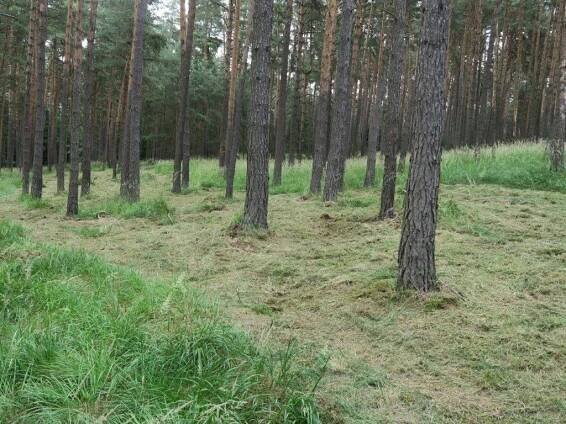 Lesy ČR vyhlašují program 100 ostrovů obnovy přírody