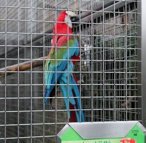 Papouščí zoo slaví v Bošovicích patnáct let. Na sobotu chystá speciální program