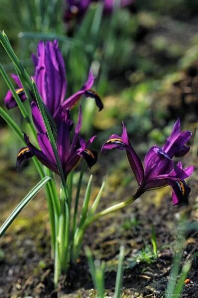 Kosatec síťkovaný (Iris reticulata)