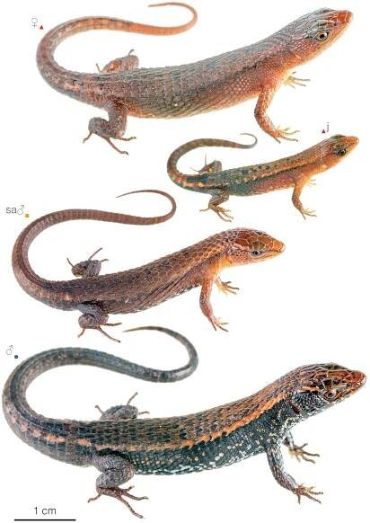 Figure showing variation among individuals of Alopoglossus buckleyi