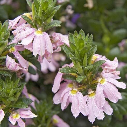 Fächerblume ‘Topaz Pink’