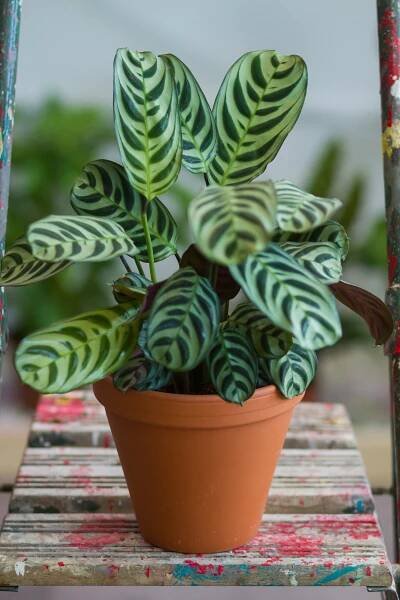 Ctenanthe amabilis