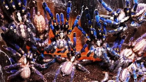 Odpudivý náklad: Kufry pašeráků odhalily stovky pavouků a další nebezpečné tvory