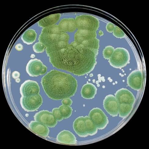 Antibiotic vs Antimicrobial - Ultra Fresh